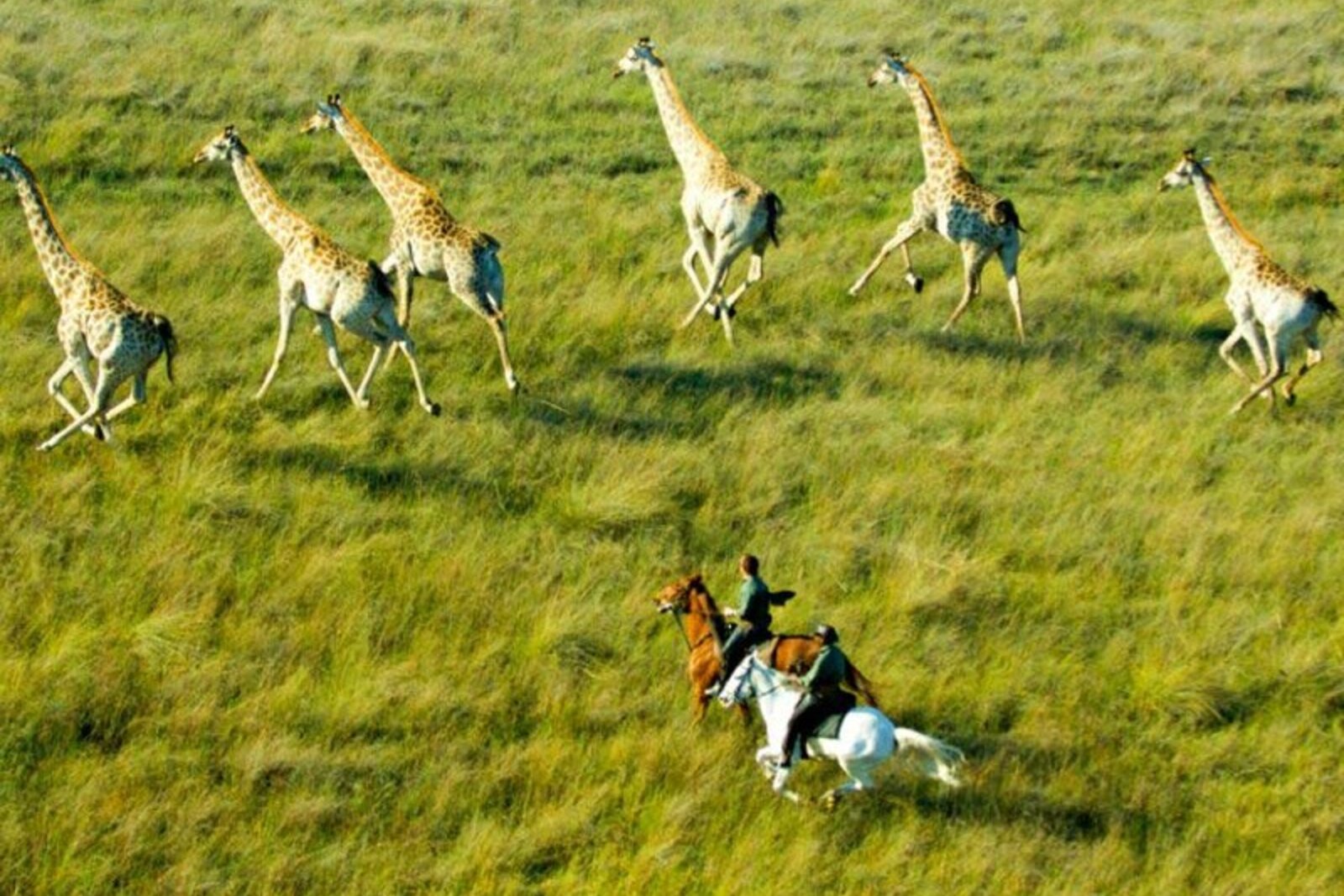Riders passing giraffe and antelope on a Wait a Little Big Five riding safari in the Limpopo lowveld