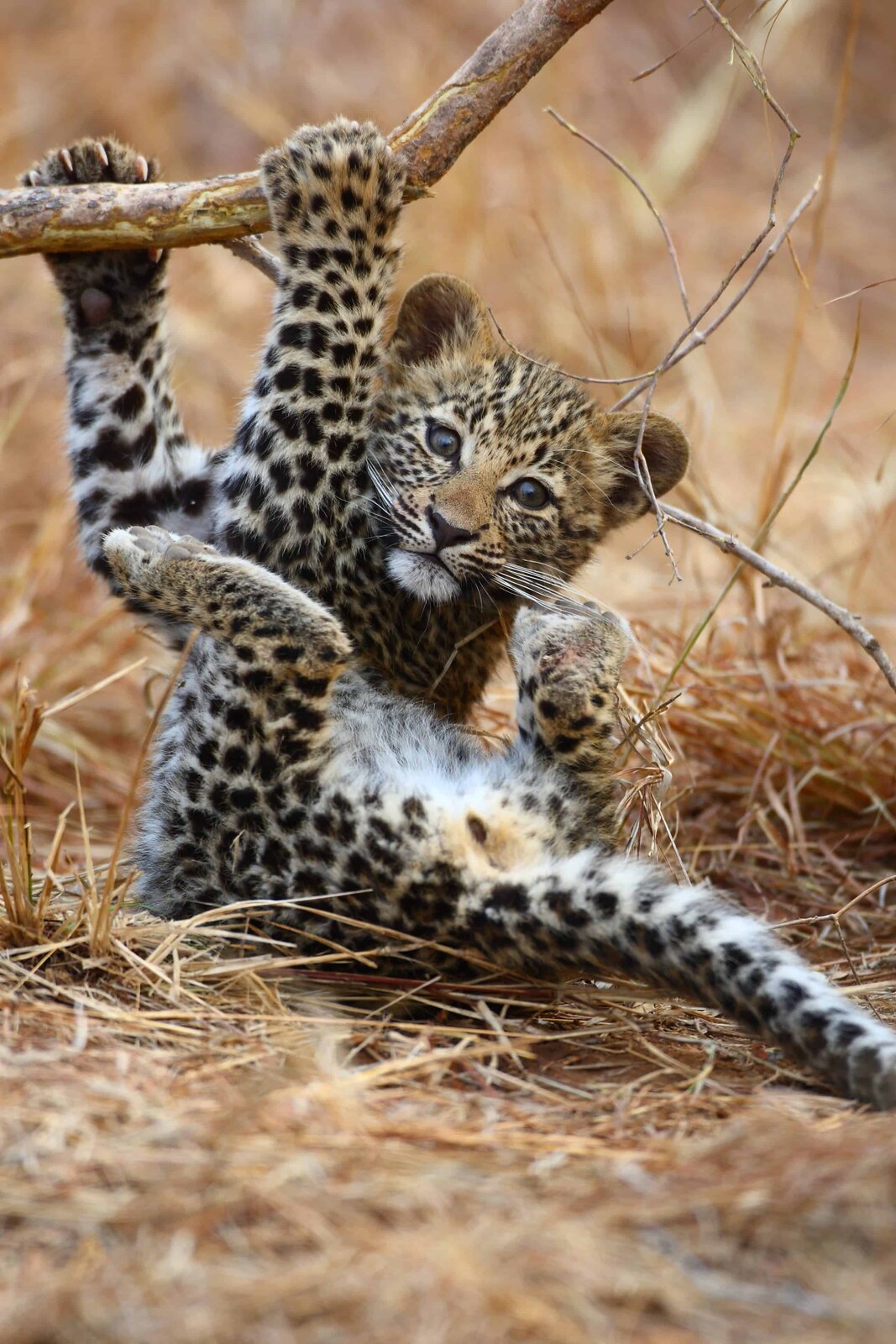A leopard on a game drive in the Sabi Sand