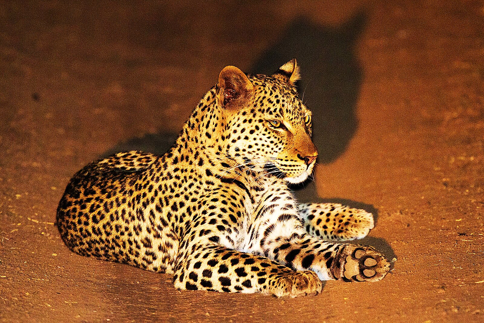 A leopard resting in a tree in South Luangwa, Zambia