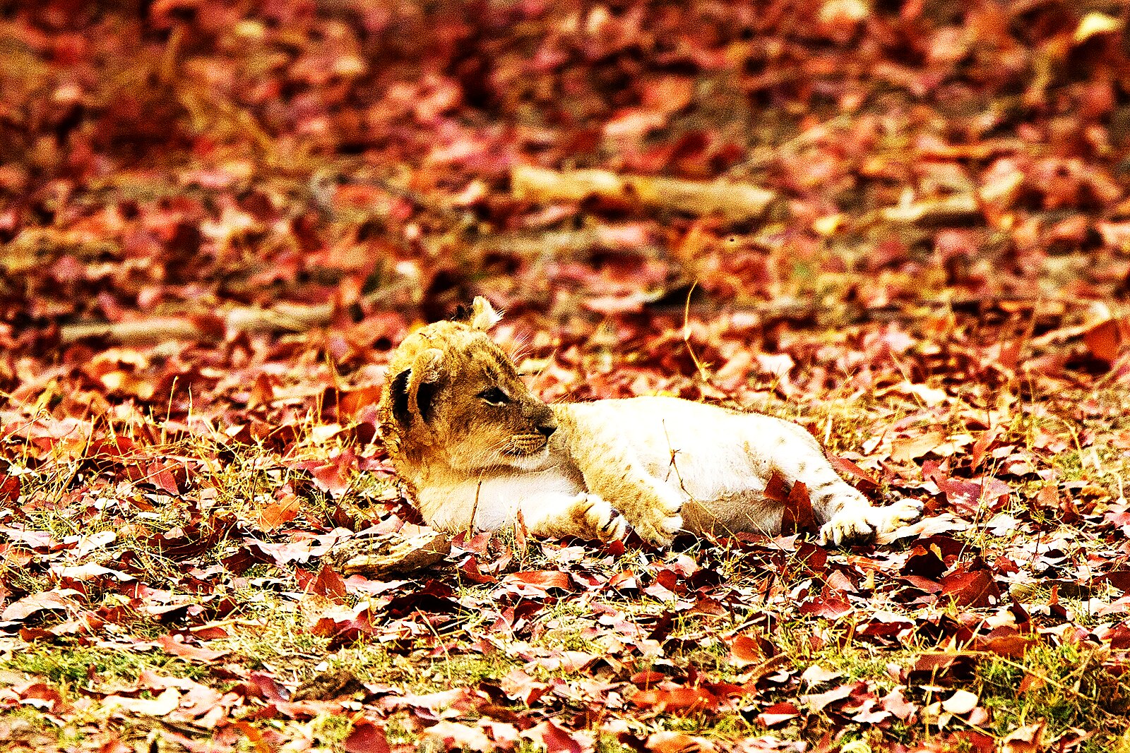 Lionesses in the Luangwa Valley