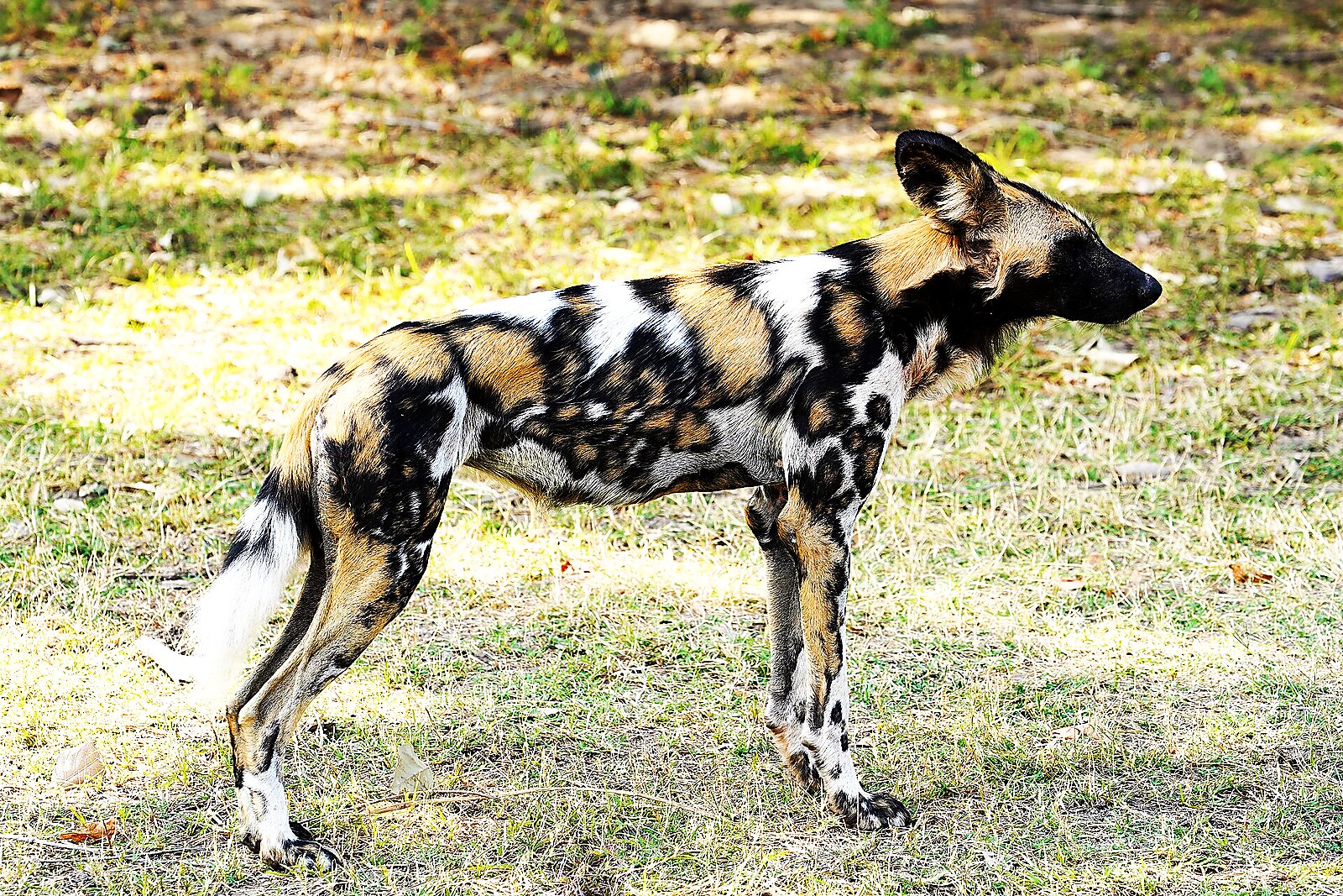 A pack of endangered African wild dogs in South Luangwa, Zambia