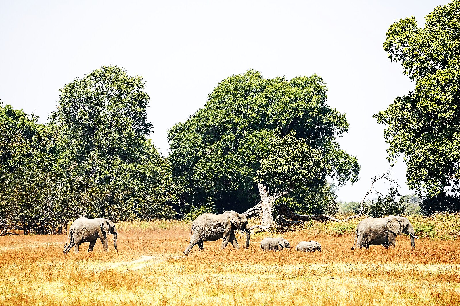 Elephant herd in Zambia
