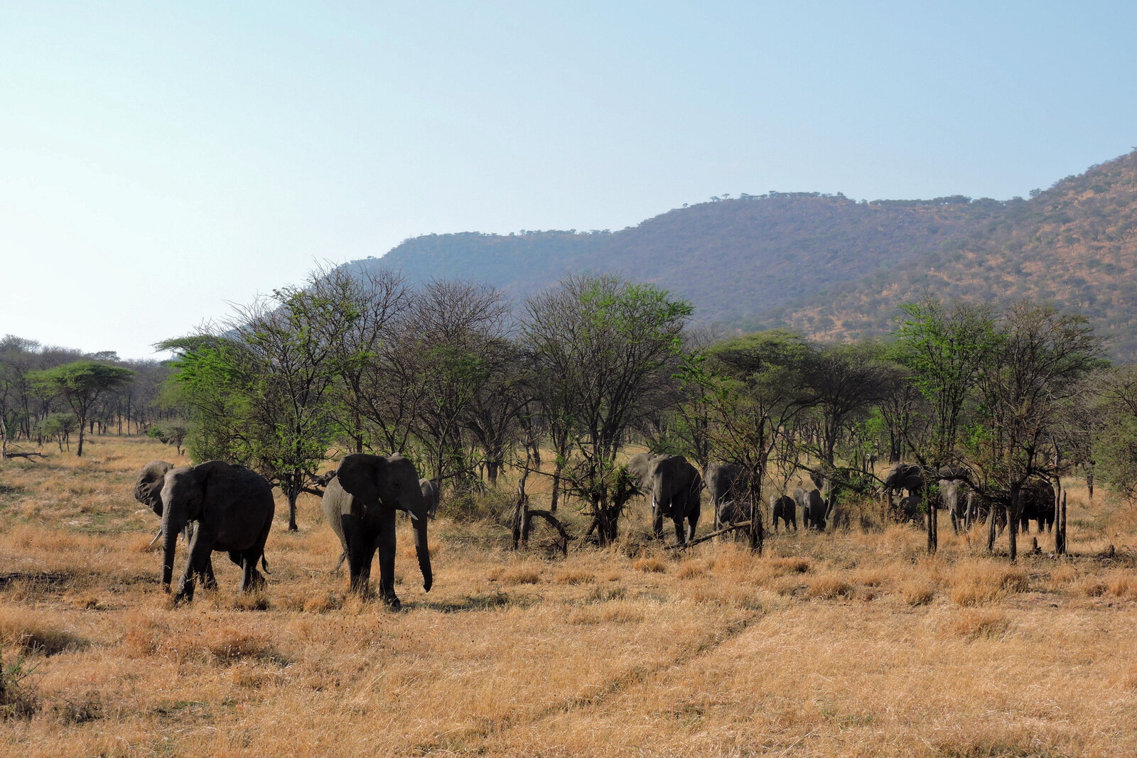 Endless Serengeti plains for a honeymoon safari, Tanzania