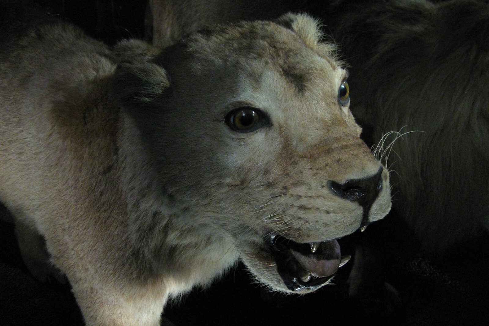 A male lion roaring on the open Serengeti grassland