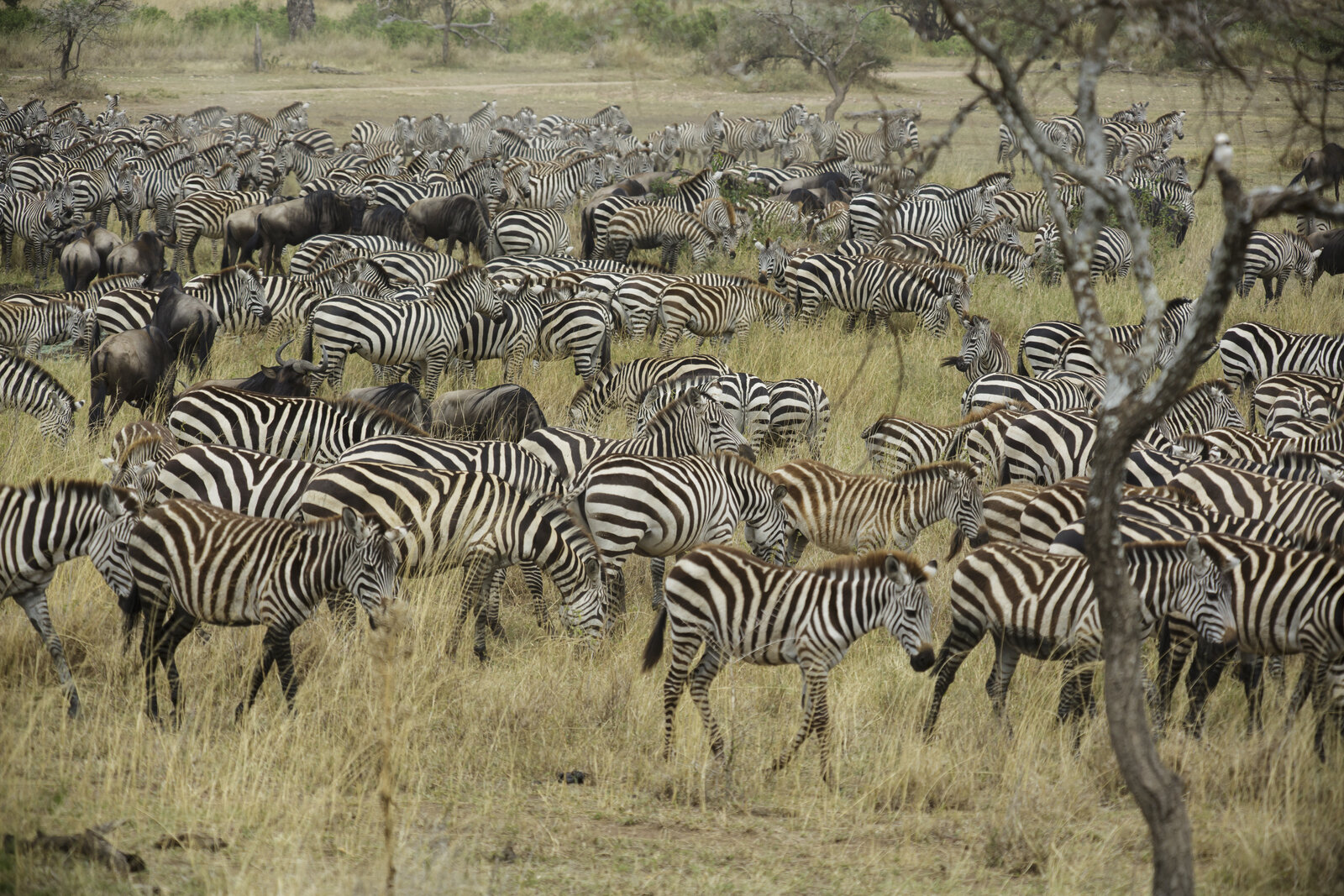 Great herds of wildebeest moving across the Serengeti plains