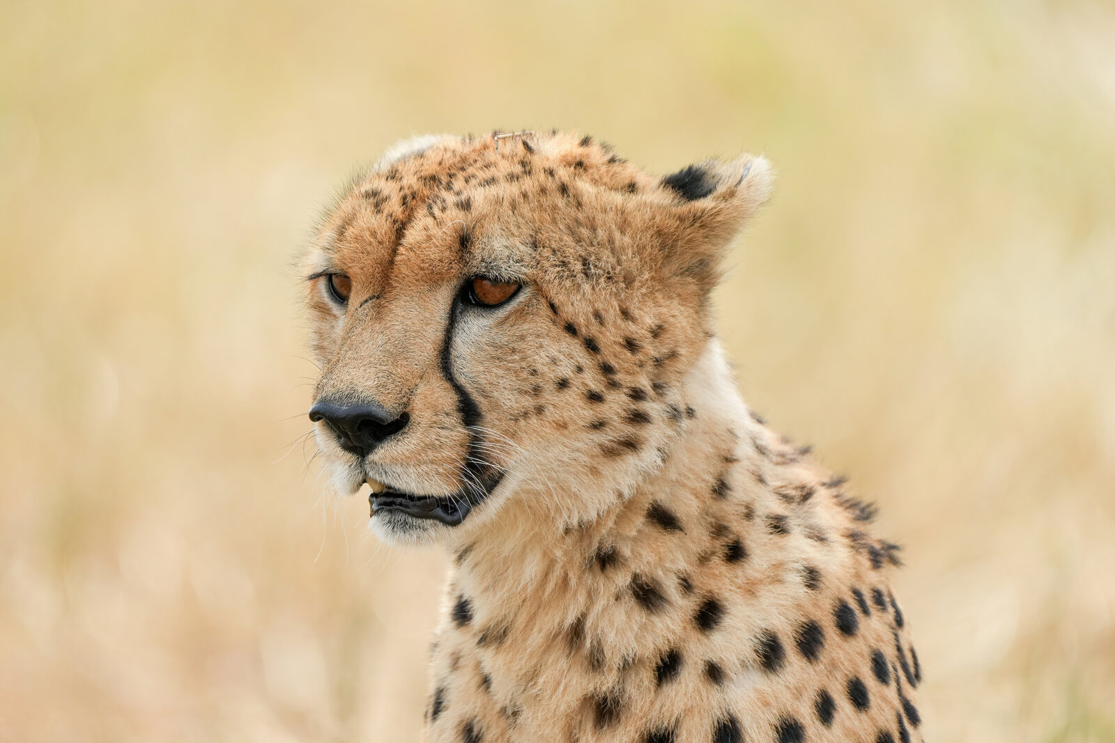 A cheetah scanning the Serengeti plains for prey