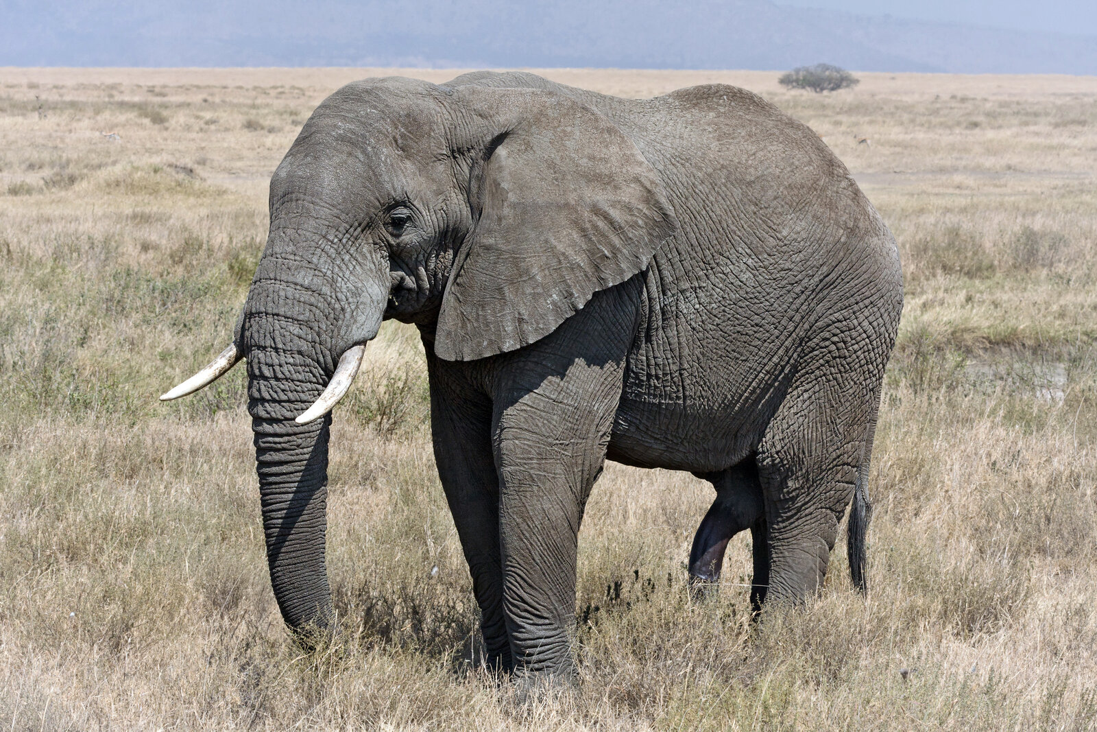 An elephant at dusk in the central Serengeti on a fly-in safari