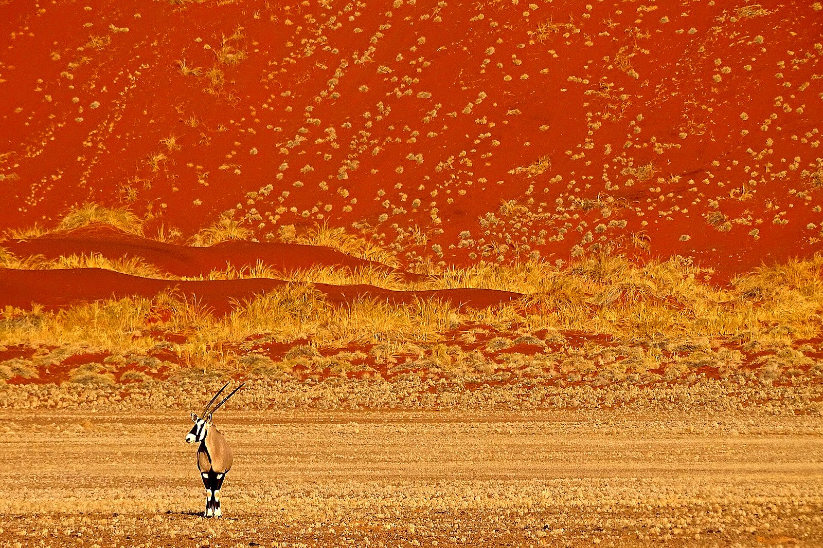 Gemsbok oryx standing in the Namib Desert dunes on one of the best Namibia safari tours