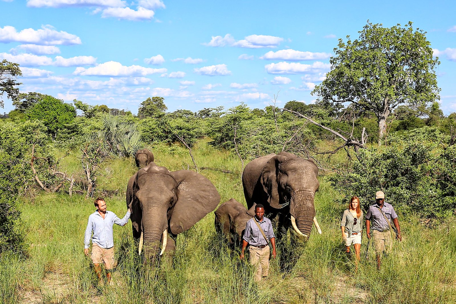 Abu Camp — lodge setting in the wild