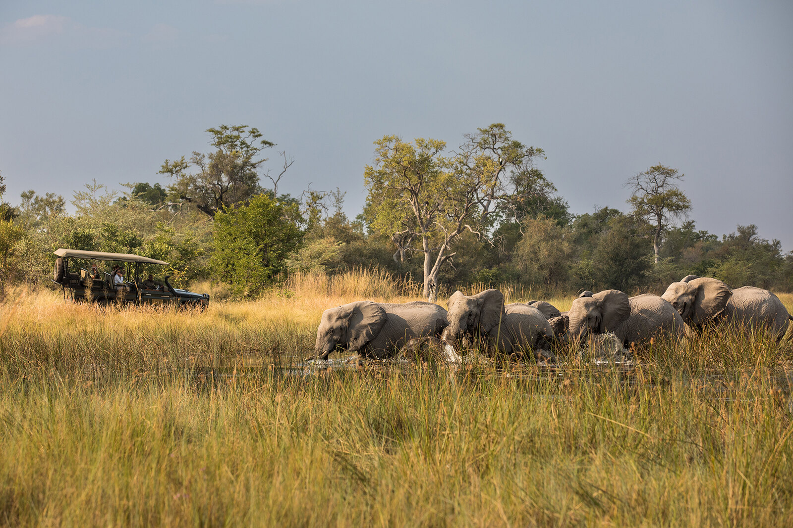 Elephants crossing a floodplain in the Okavango Delta, Botswana