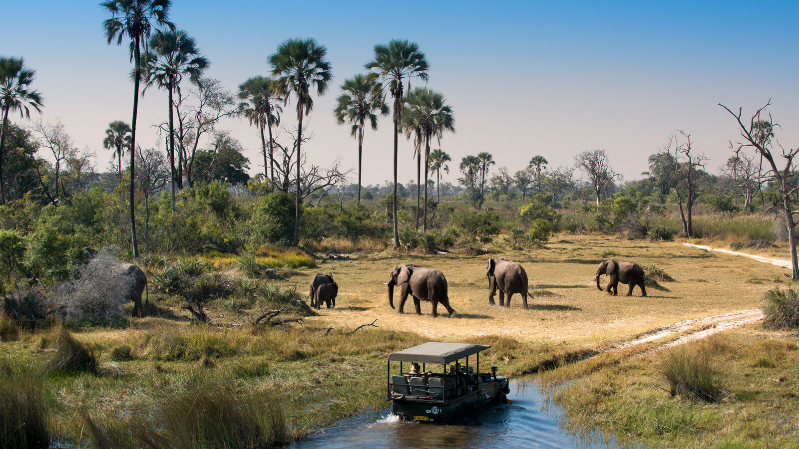 A herd of elephants crossing an Okavango Delta channel among palm trees