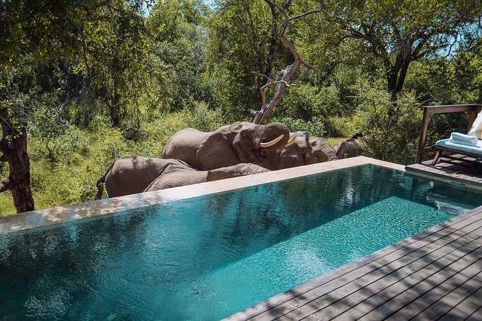Royal Malewane suite with private plunge pool in Thornybush
