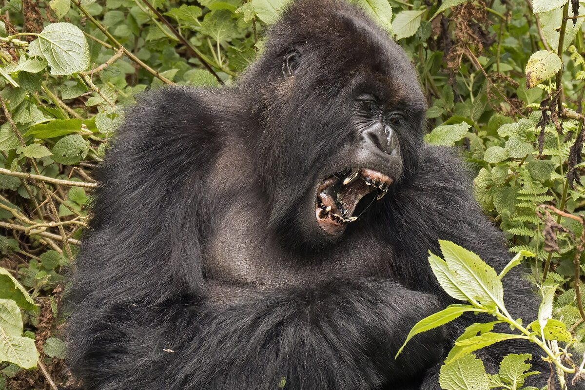Mountain gorilla in the Virungas — gorilla trekking is open to teenagers aged 15 and older