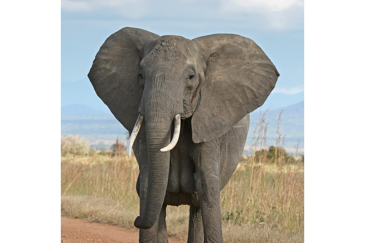 African elephant up close — walking safari encounters for teenagers in Big Five reserves