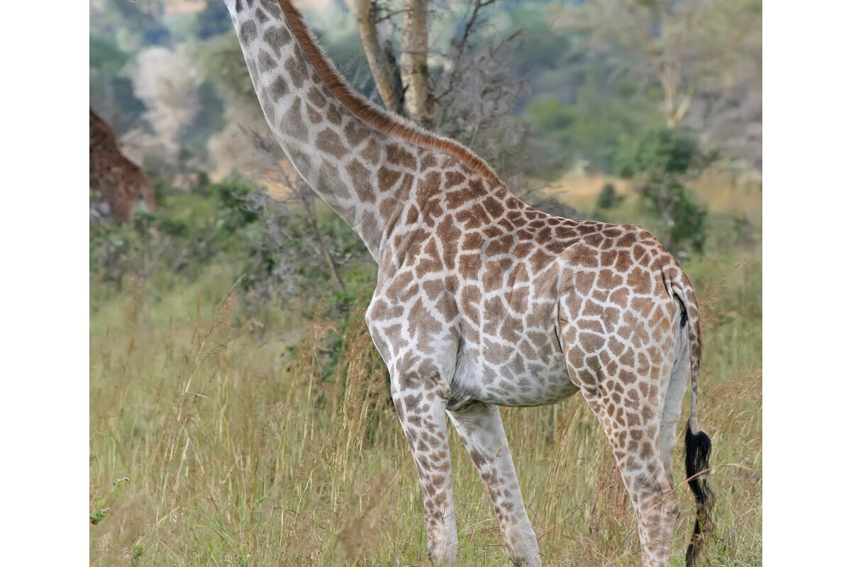 Giraffe sighting — wildlife photography from the mokoro and on the Delta islands
