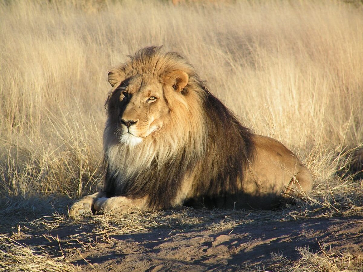 Male lion in the African bush — the kind of Big Five encounter that transforms a teen walking safari