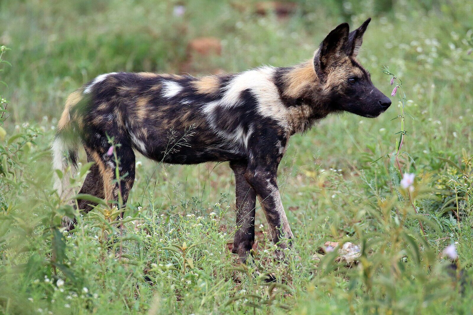 African wild dogs in the Madikwe Game Reserve, one of the best places in Africa to see them