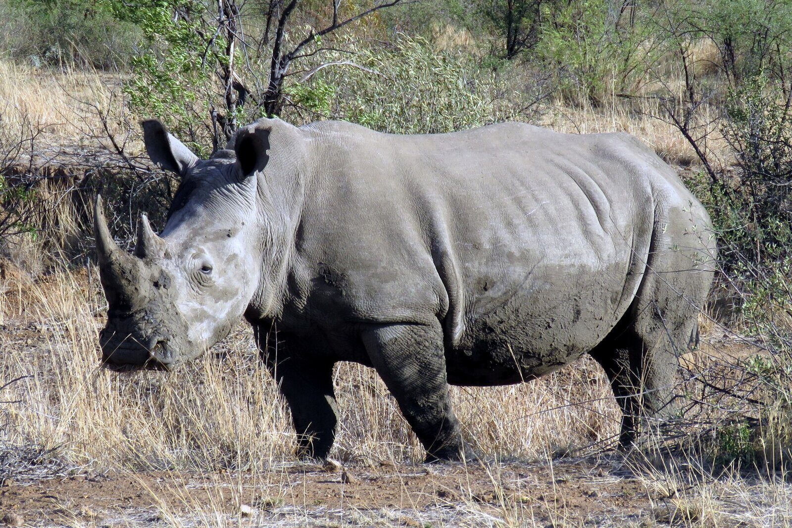 A rhino in a malaria-free Big Five reserve near Johannesburg