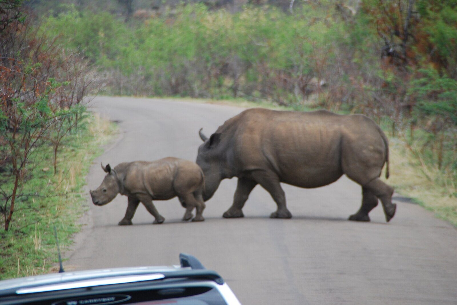 Guests on an open 4x4 game drive on a malaria-free reserve near Johannesburg