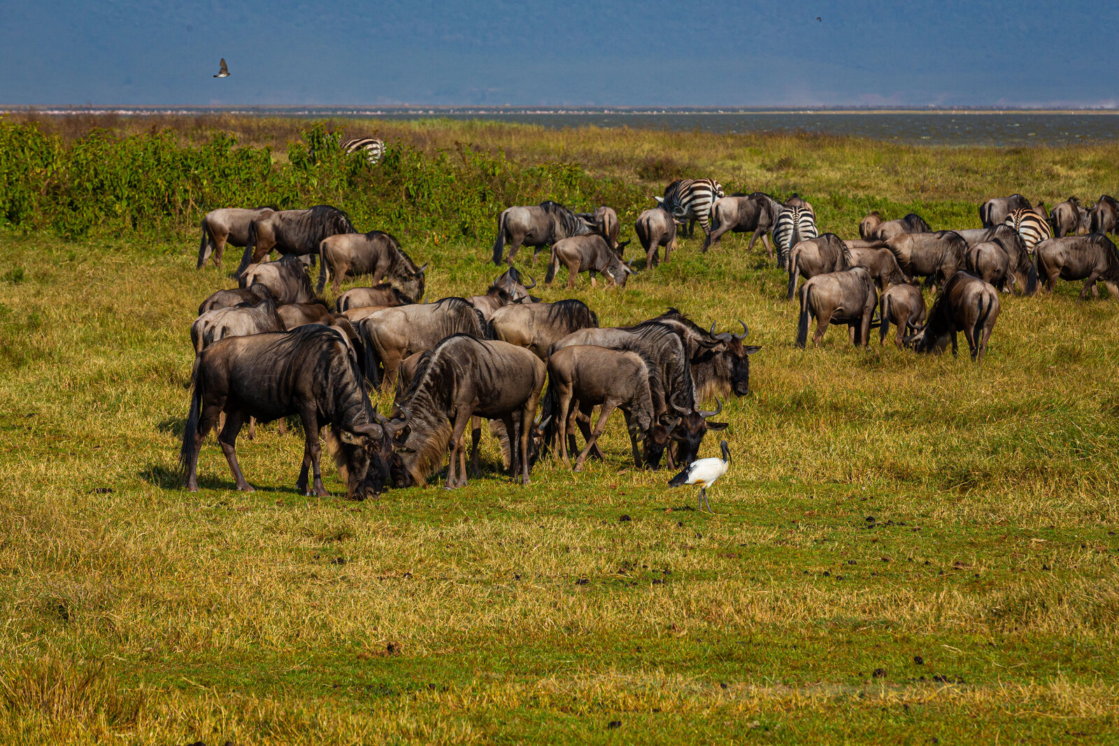 Green southern Serengeti plains covered with migrating wildebeest herds