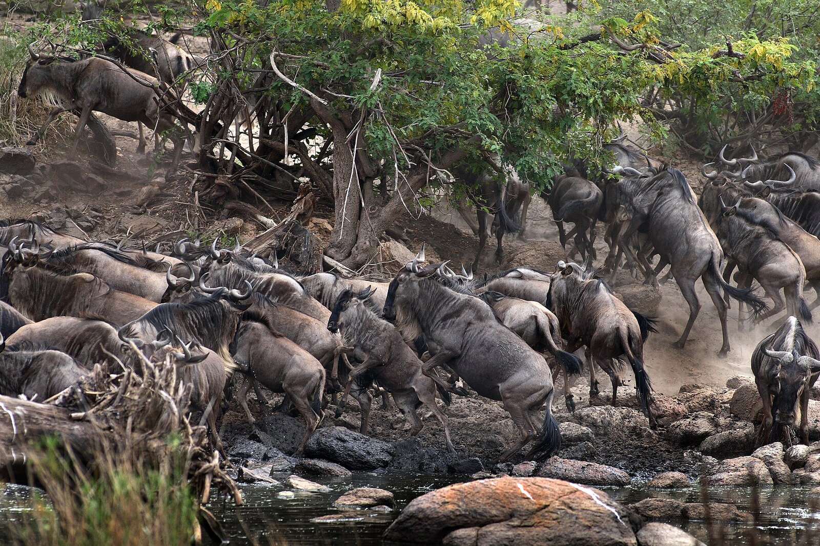 Wildebeest herds in the western Serengeti corridor near the Grumeti River