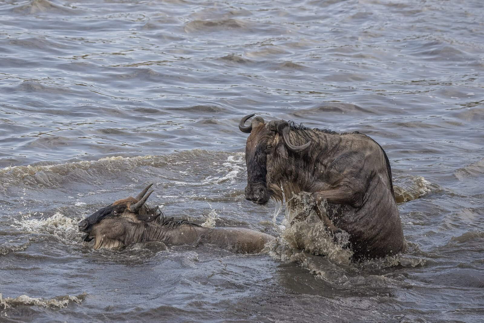 Wildebeest crossing the Mara River in the northern Serengeti