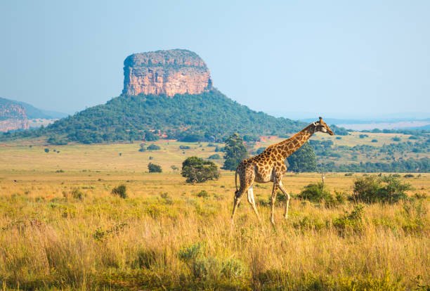 Giraffe below a granite koppie in the greater Kruger landscape
