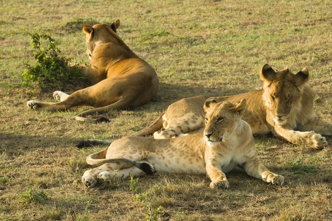 A pride of lions in the Sabi Sands