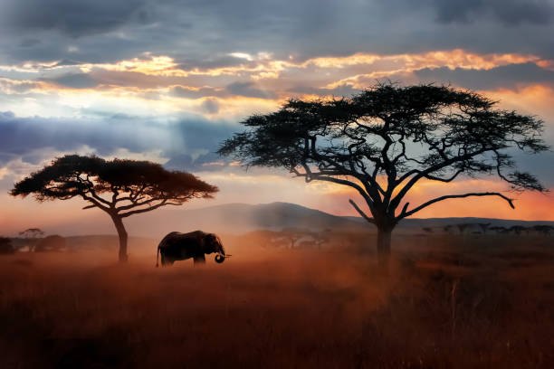 Elephants beneath acacia trees, Serengeti