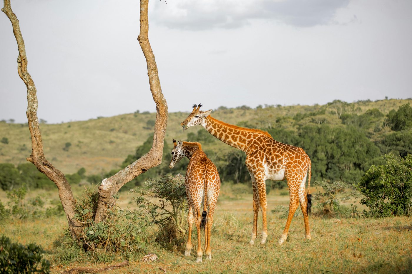 Giraffe in the Masai Mara and Serengeti ecosystem