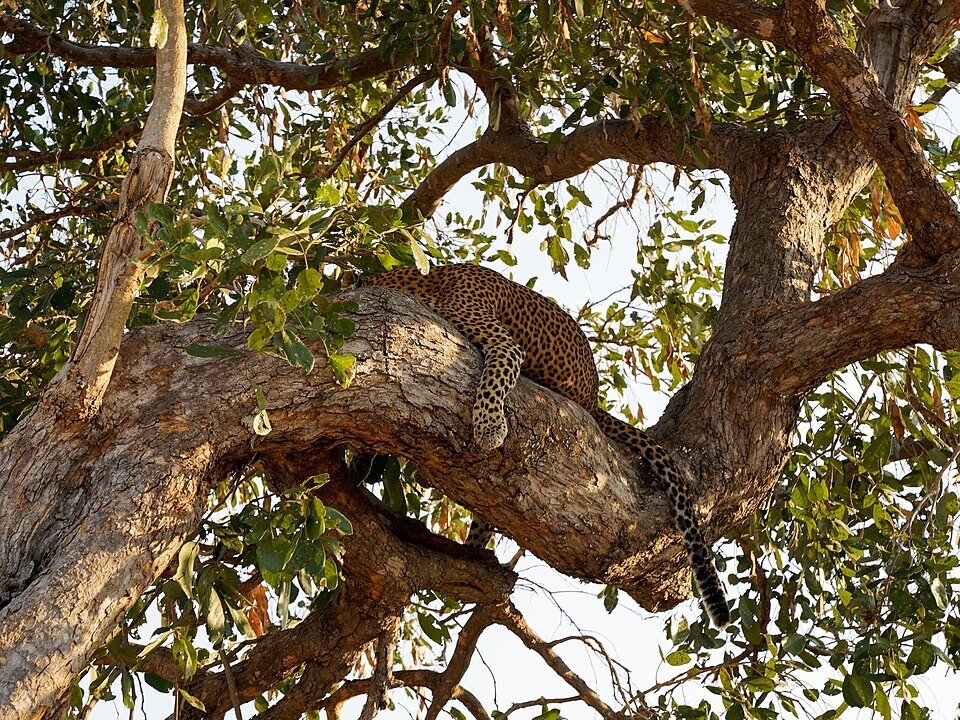 Leopard sighting in South Luangwa National Park