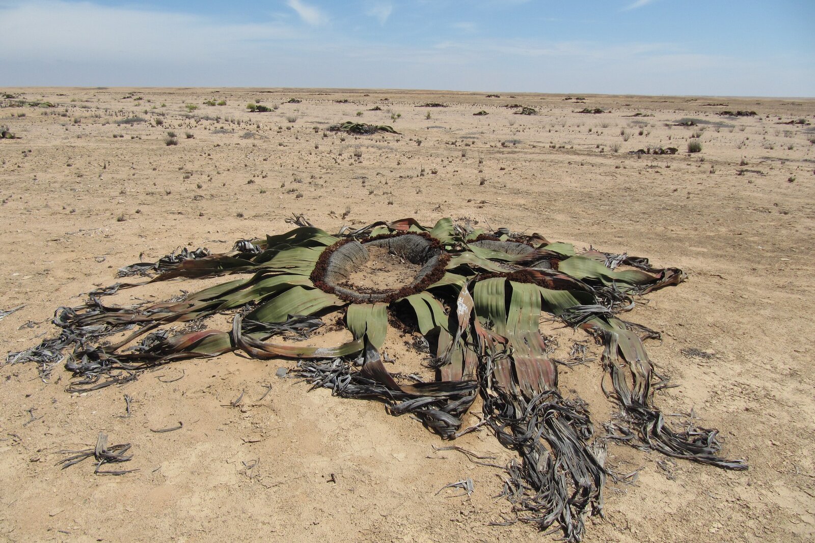 An ancient welwitschia plant on the gravel plains of the Namibe desert, Angola