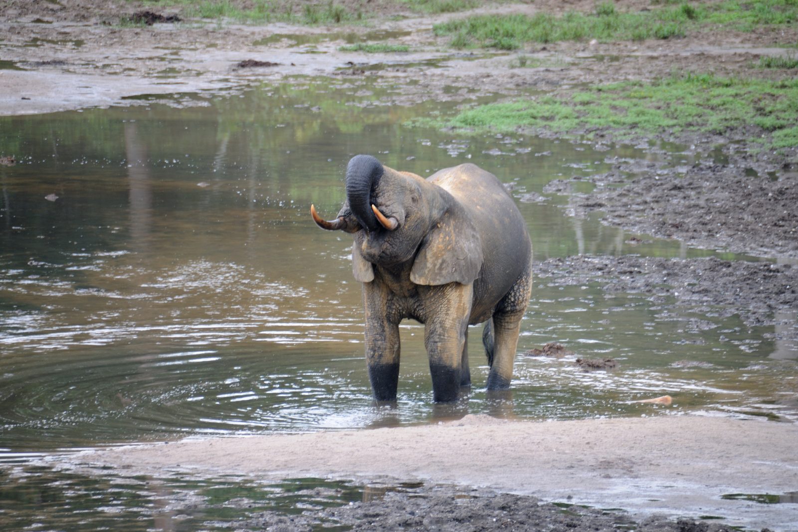 An African forest elephant walking on the beach at Loango National Park, Gabon — the long dry season, June to September, is the best time to visit