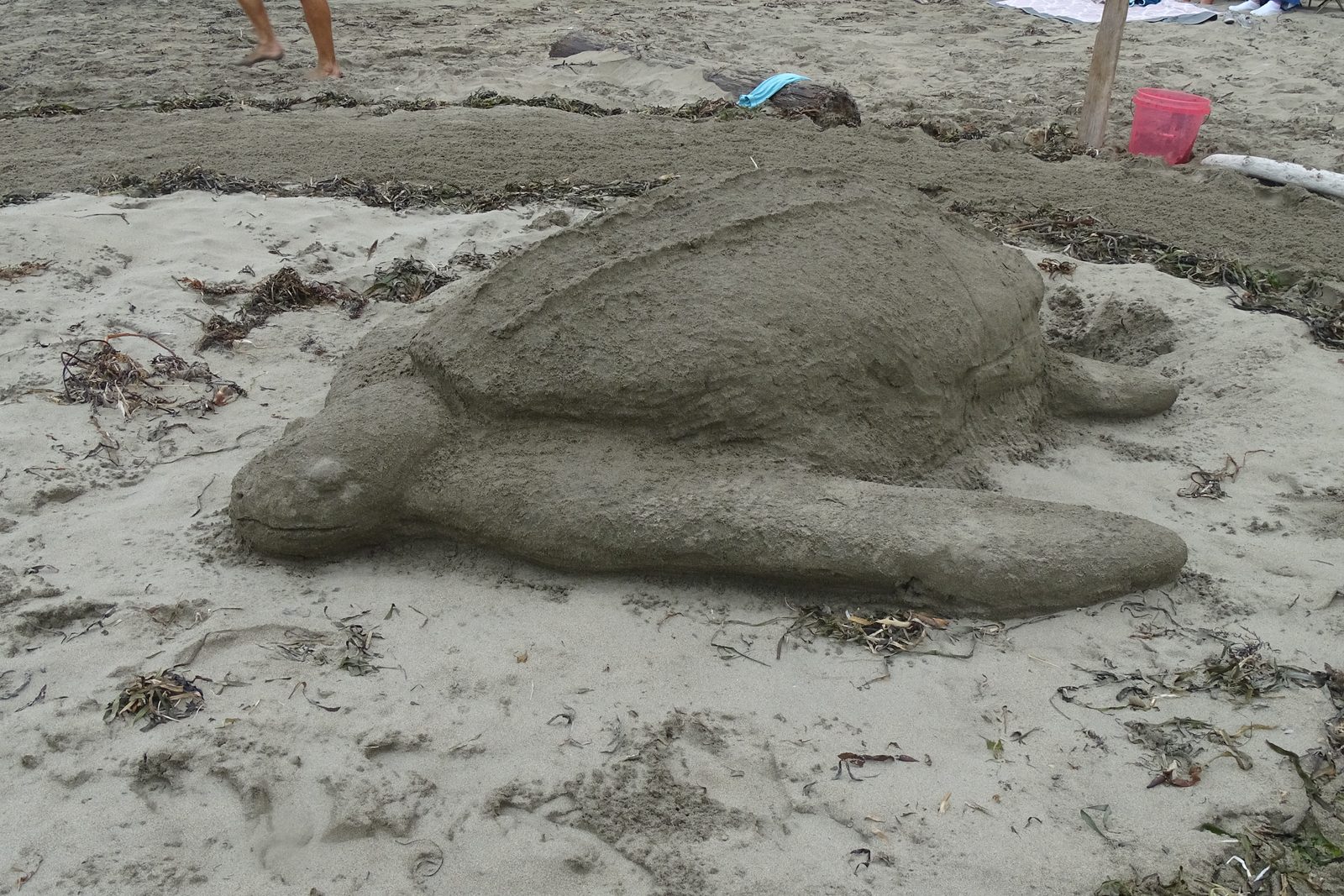 A leatherback turtle on a beach in Gabon