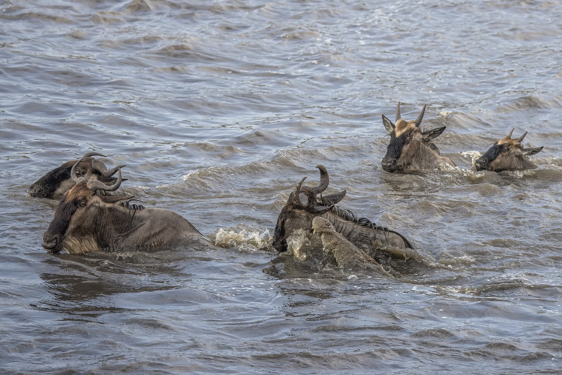 Thousands of wildebeest swimming across the Mara River during the Great Migration in Kenya — crossings peak in August and September