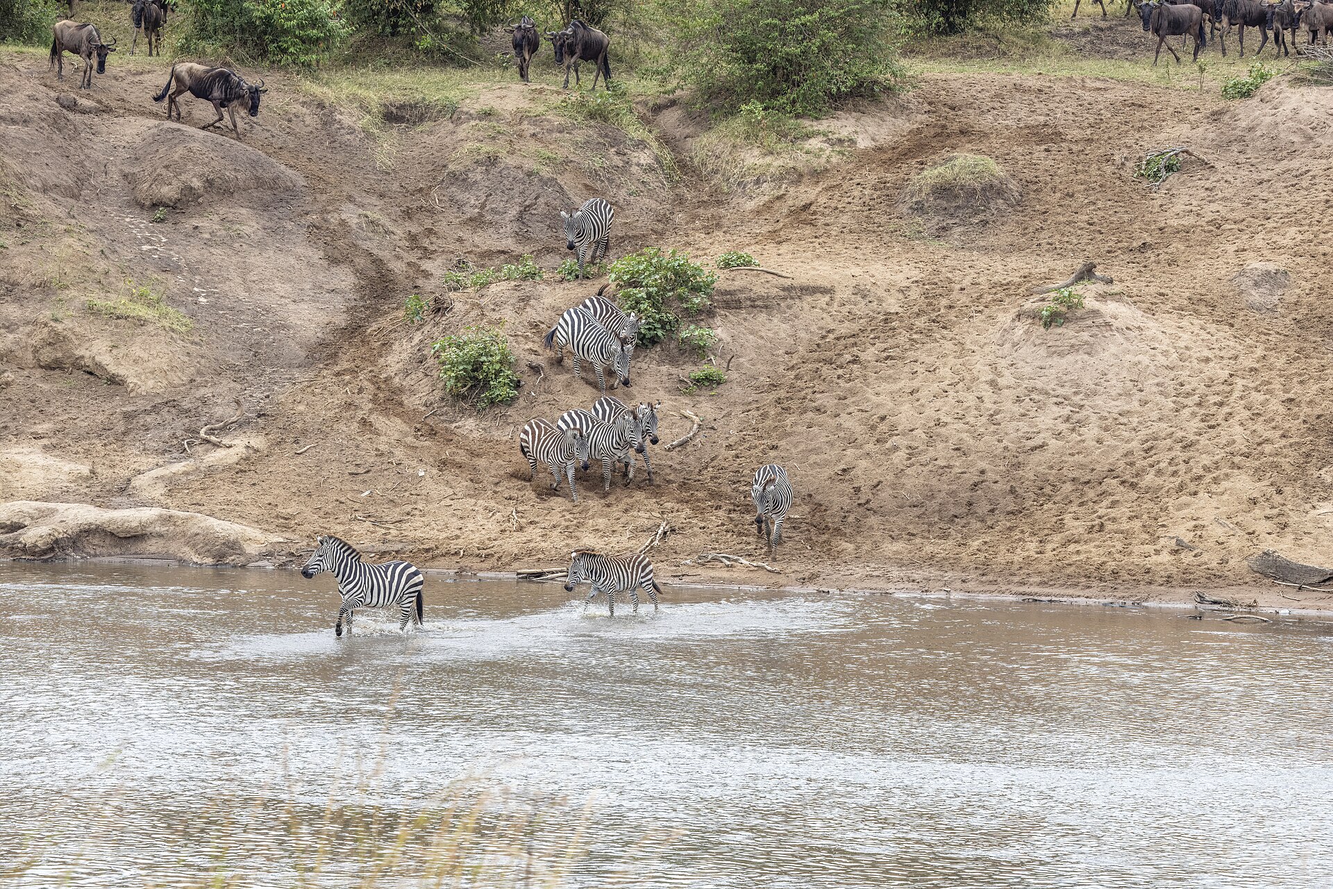Zebra and wildebeest crossing the Mara River together during the Great Migration