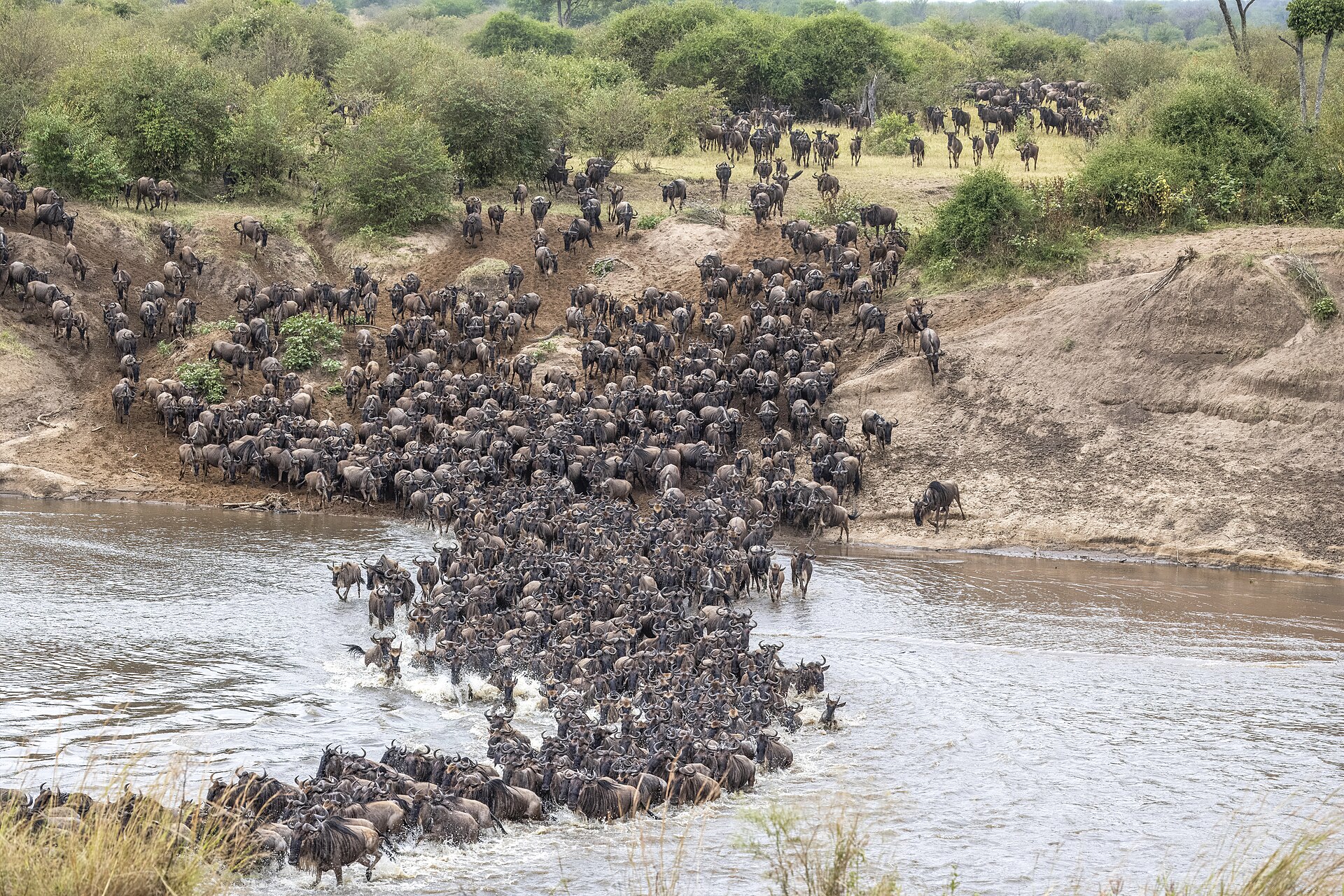 A massive wildebeest herd crossing the Mara River during the Great Migration in Kenya — the peak crossing months are August and September