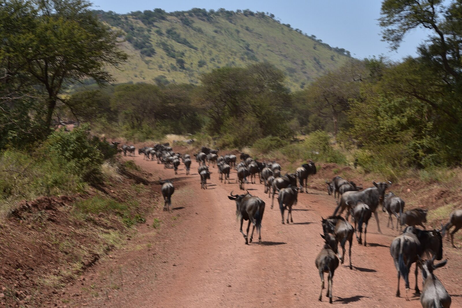 Wildebeest herds massing on the Mara River bank before a crossing — patience and positioning are key to witnessing the Great Migration's most dramatic moments