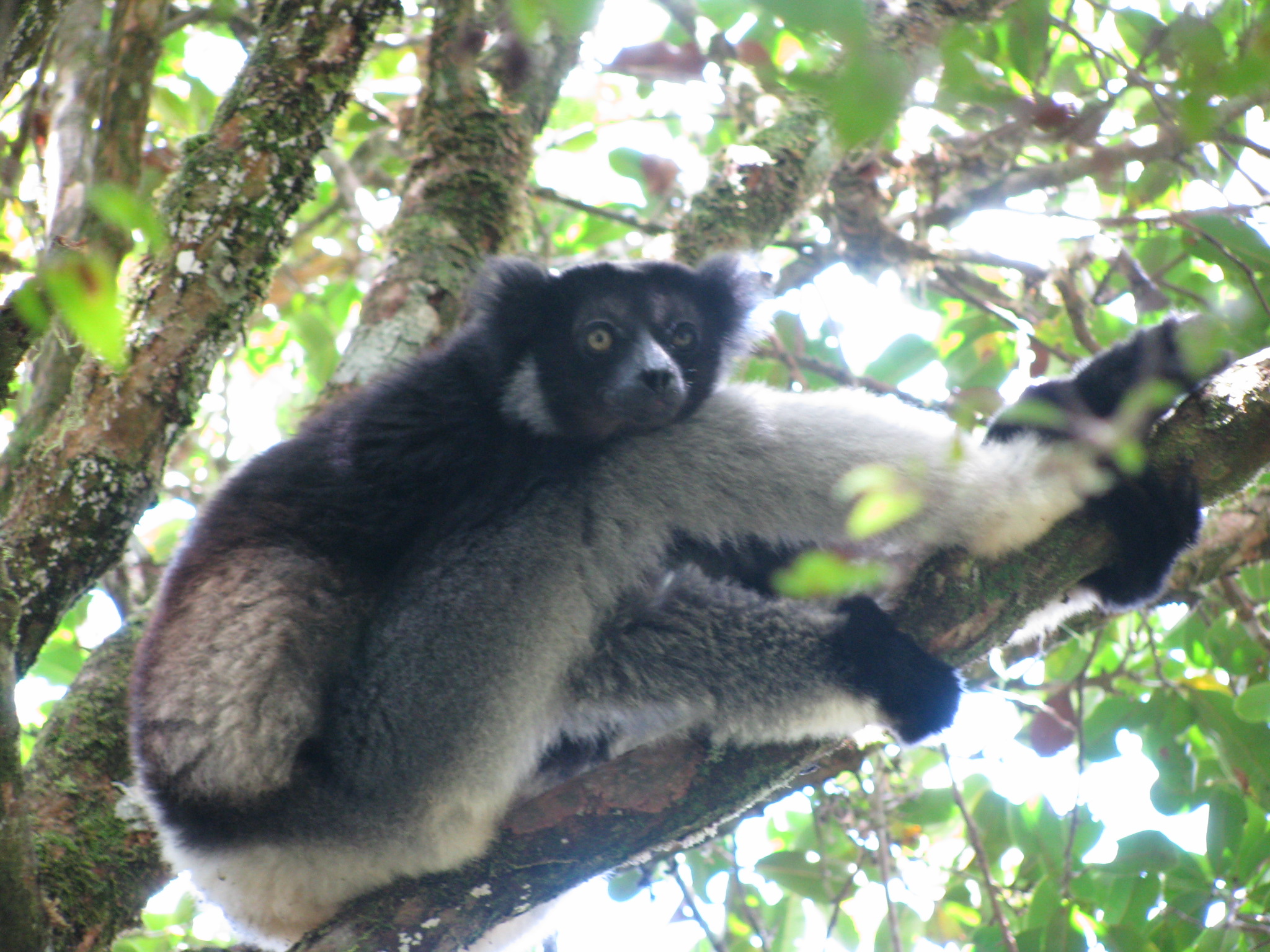 An indri lemur in the rainforest at Andasibe-Mantadia National Park — the dry season delivers the best lemur-watching conditions in Madagascar