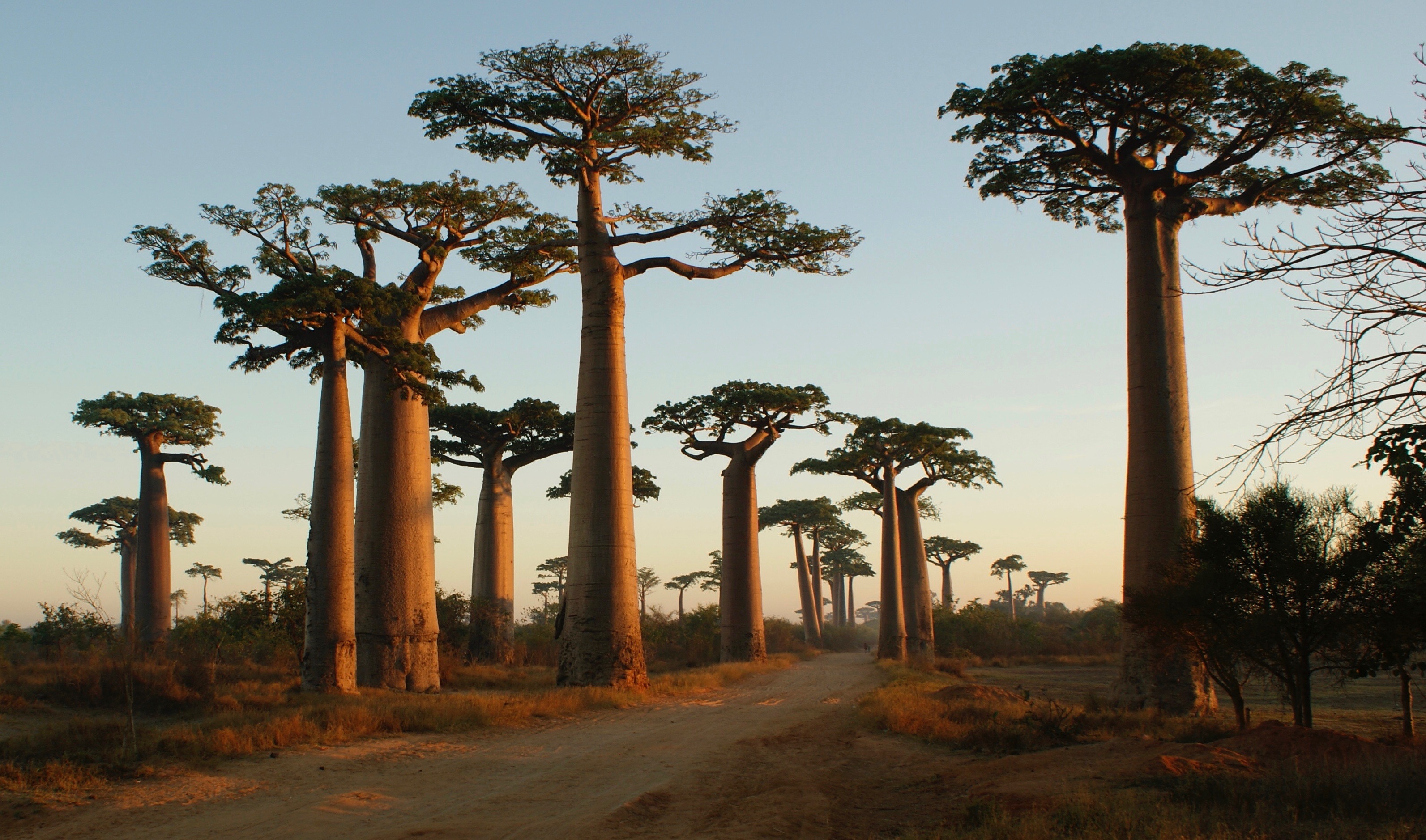 The Avenue of the Baobabs near Morondava at sunset — the dry season is the best time to visit Madagascar