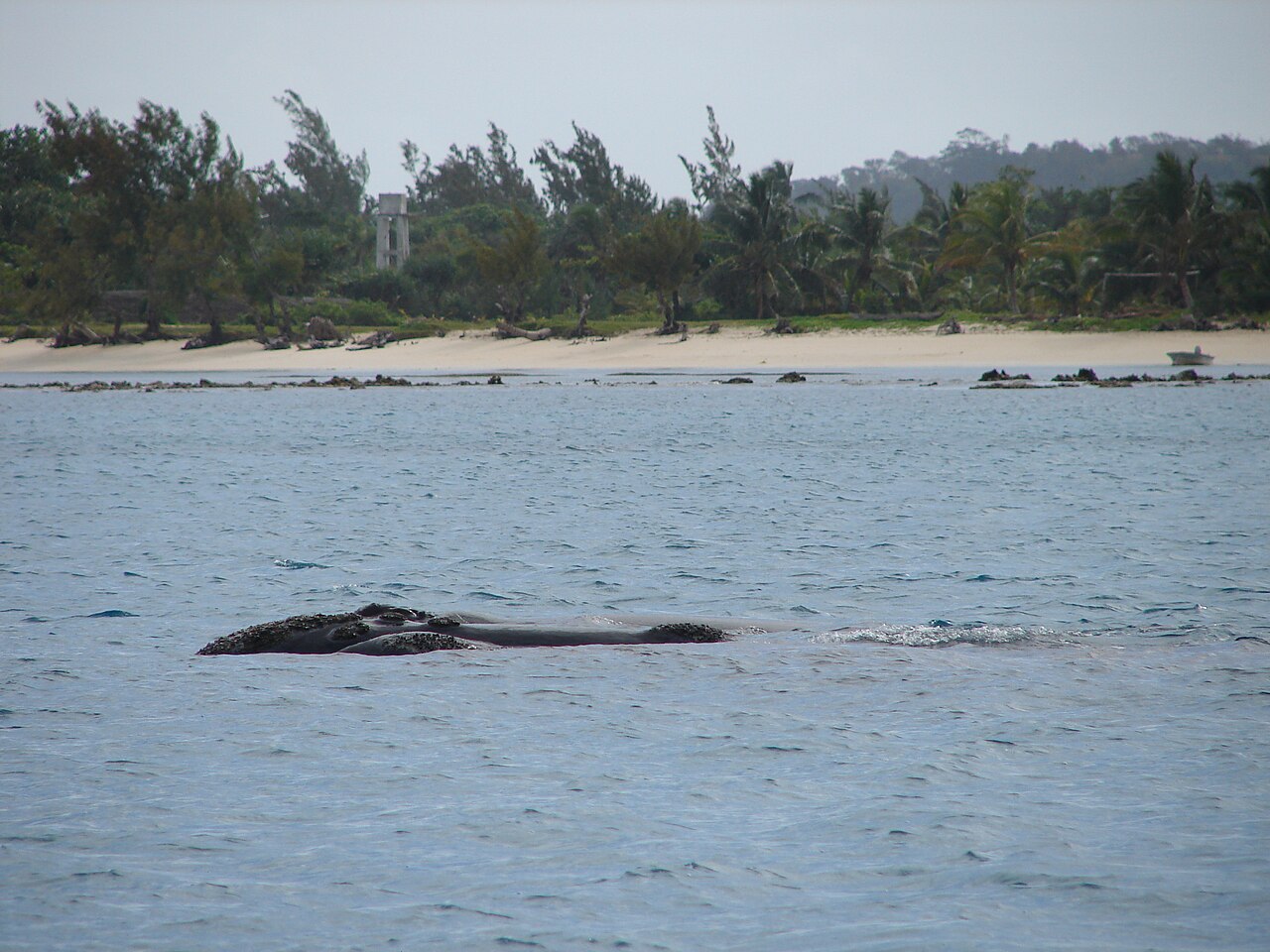 A humpback whale off Ile Sainte-Marie during Madagascar's whale-watching season, July to September