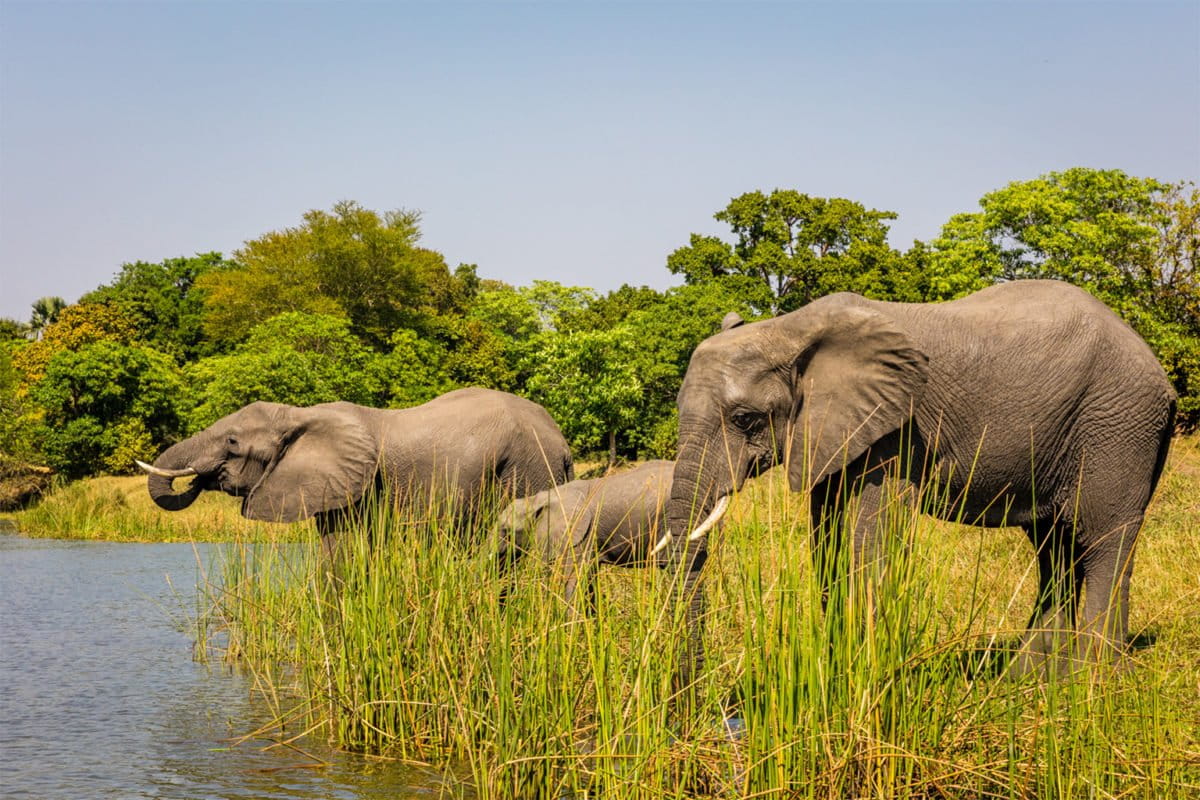 Elephants walking through Liwonde National Park in the Malawi dry season