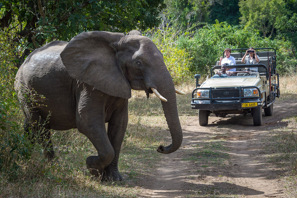 An elephant at Majete Wildlife Reserve, Malawi — Africa's newest Big Five reserve, best visited July to October