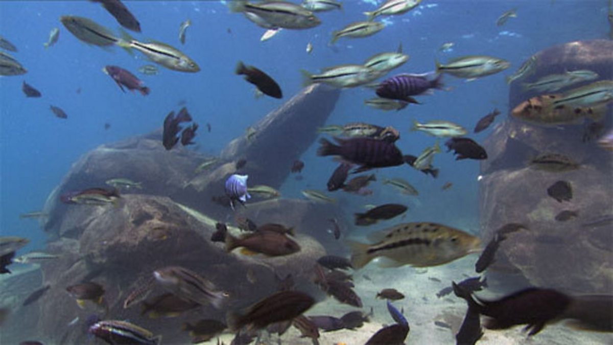 Colourful cichlid fish underwater in Lake Malawi — over 1,000 species found nowhere else