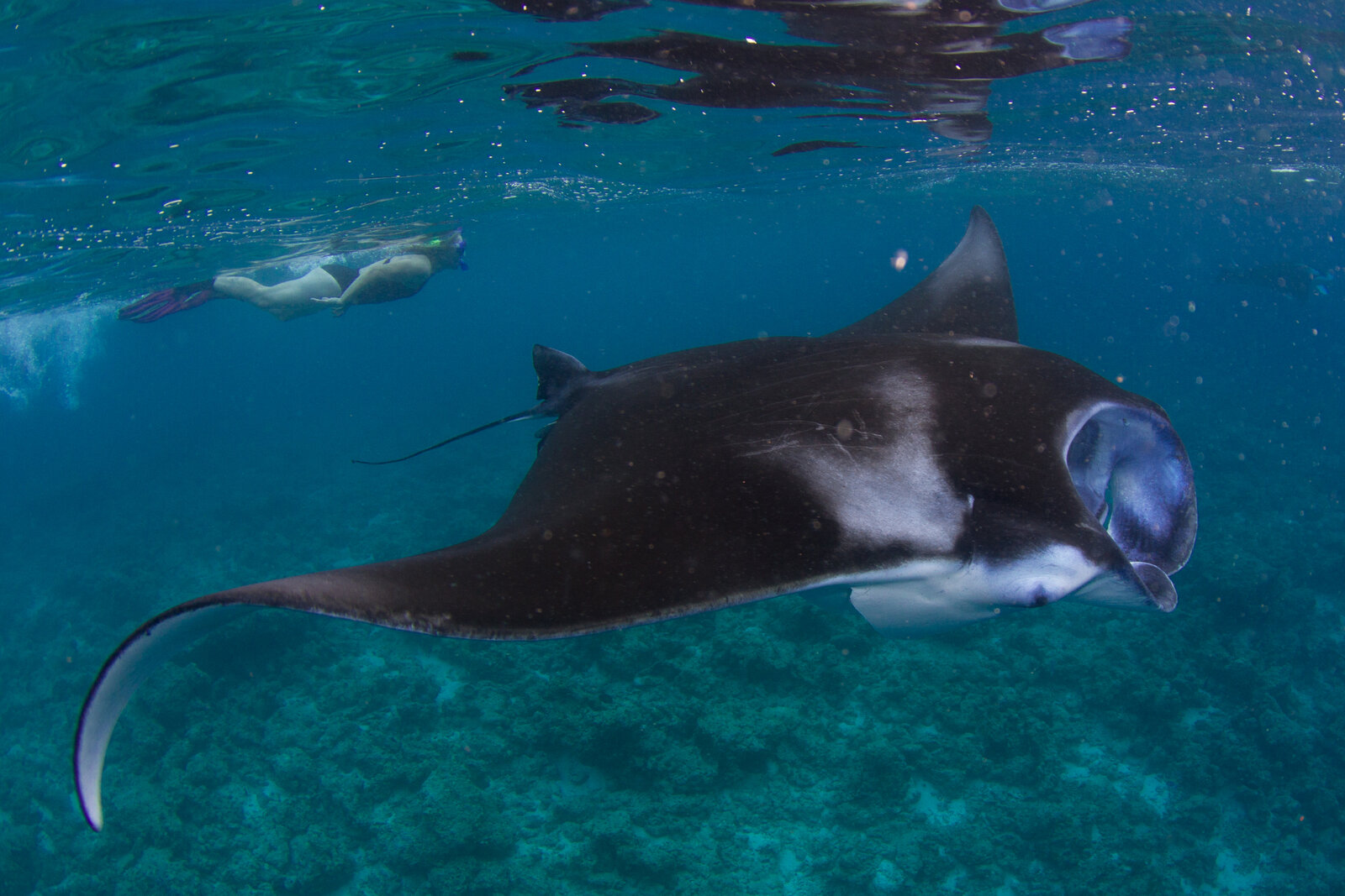 A reef manta ray feeding over a cleaning station in the Maldives during the wet season