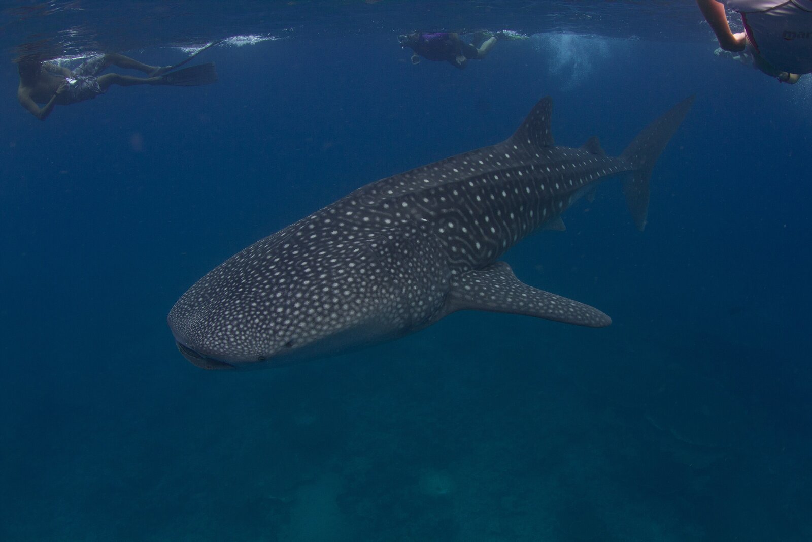 A whale shark near the surface in South Ari Atoll, Maldives