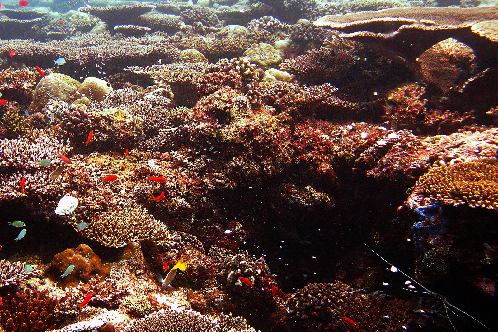 A colourful coral reef with tropical fish in the Maldives during the dry season