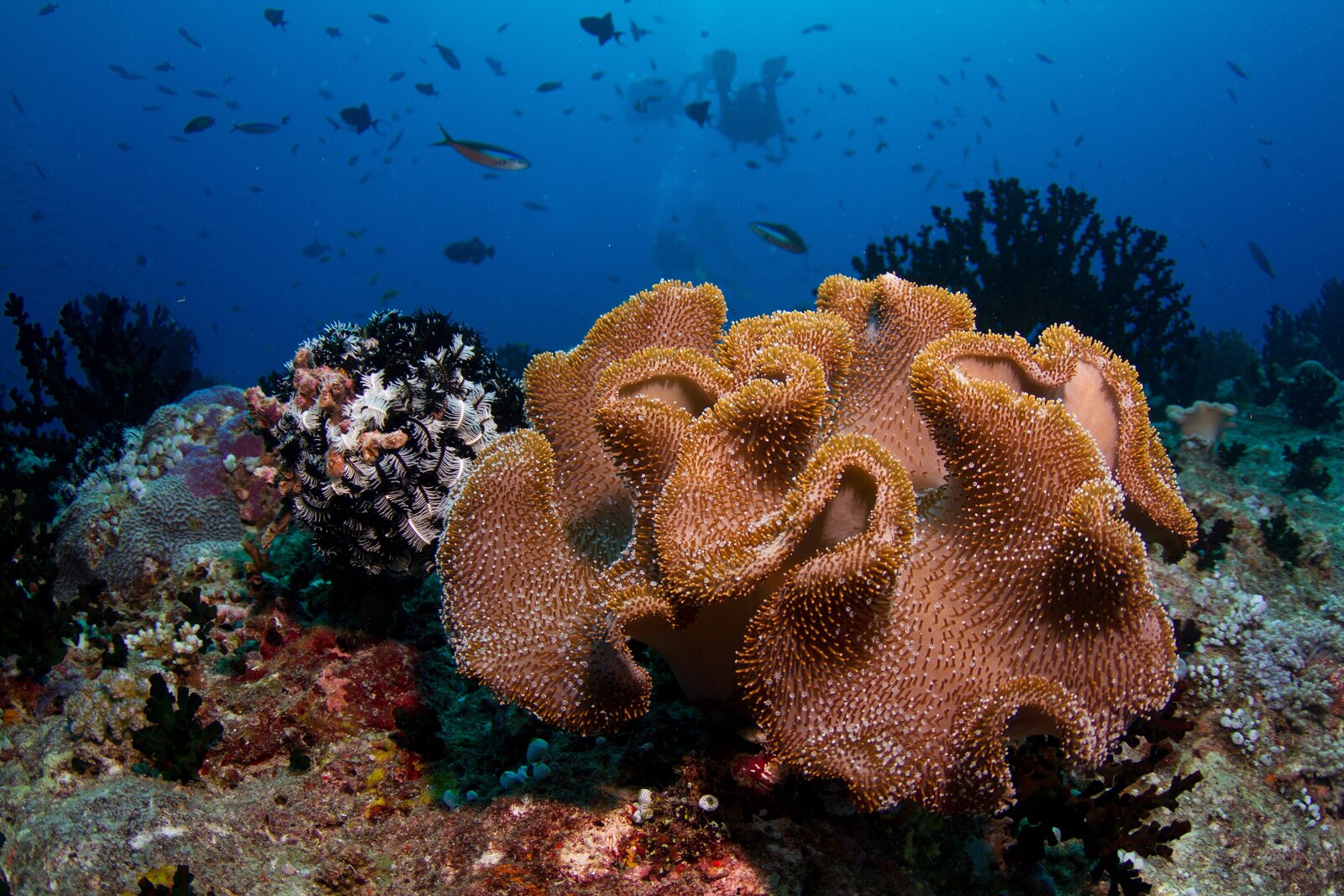 Soft coral growing on a Maldivian reef