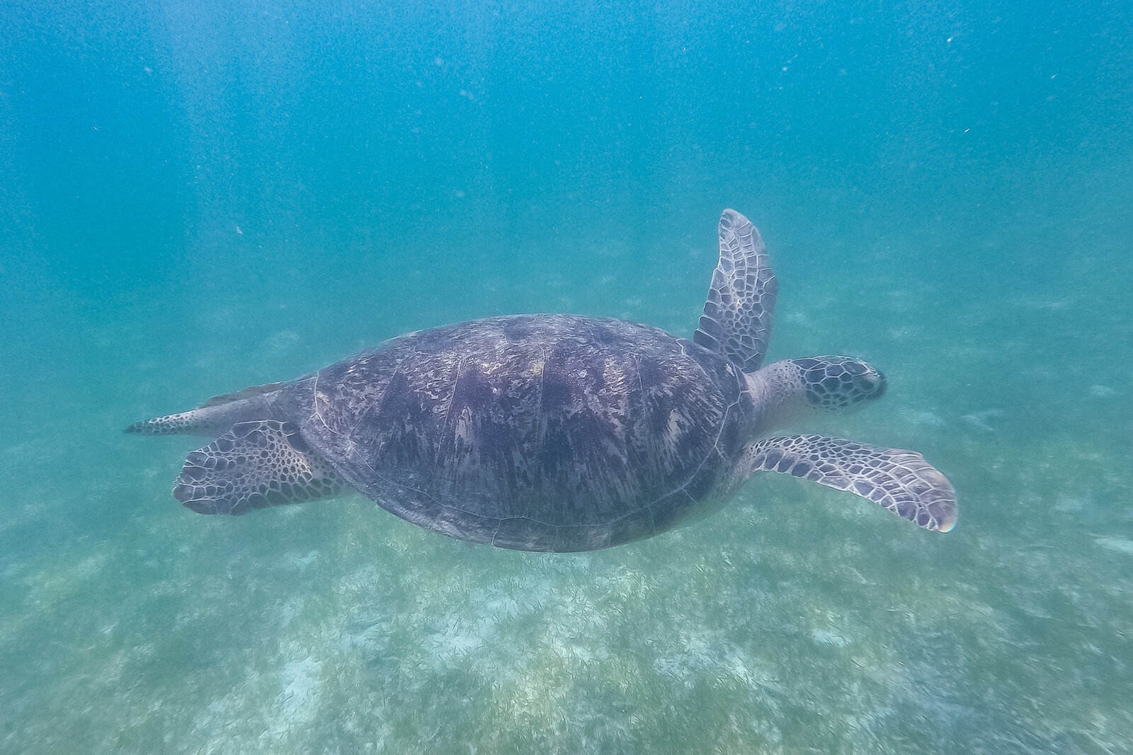 A green sea turtle swimming over a reef in the Maldives