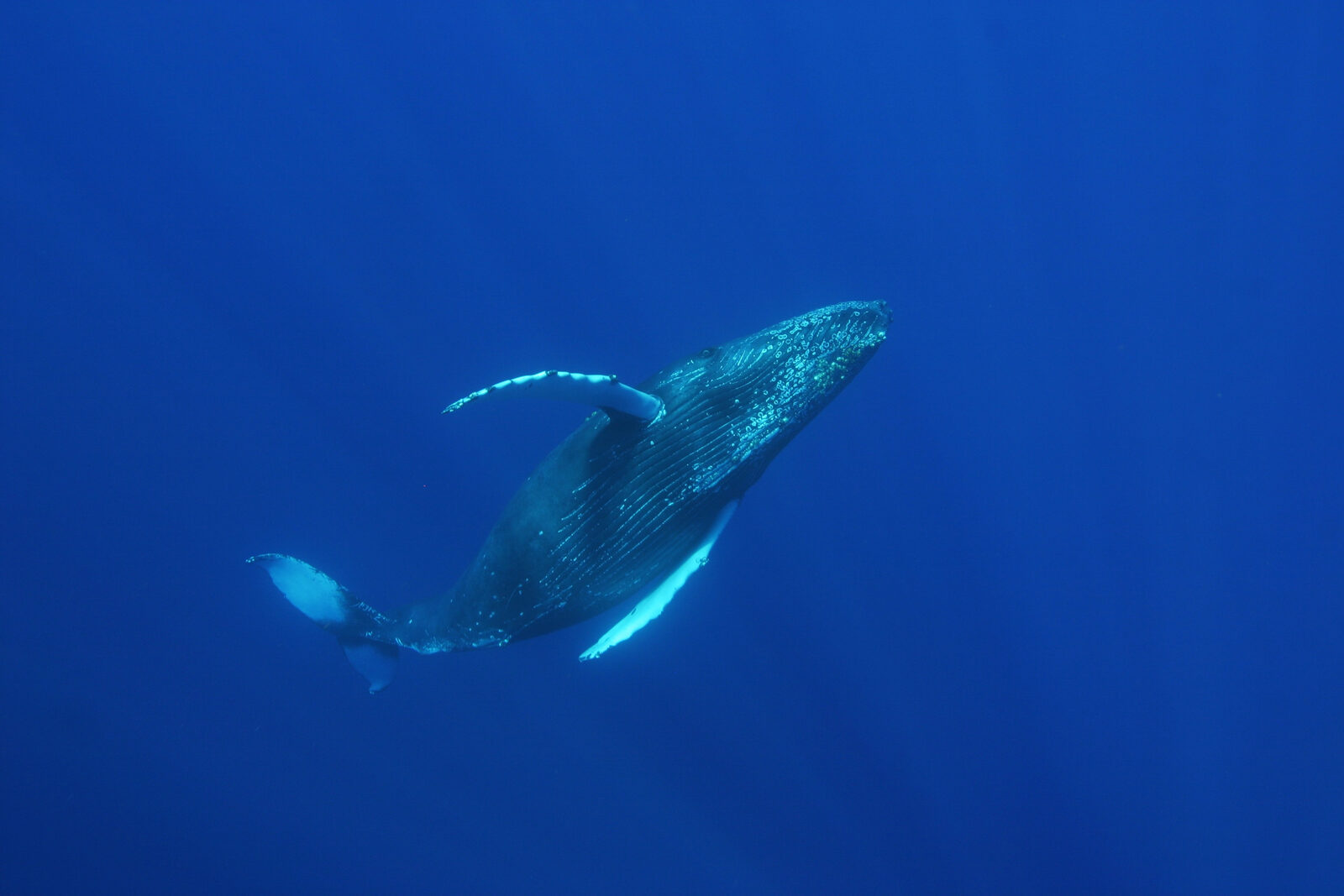 A humpback whale breaching off the Mozambique coast during the June to November whale season